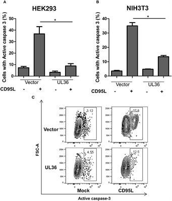 UL36 Rescues Apoptosis Inhibition and In vivo Replication of a Chimeric MCMV Lacking the M36 Gene